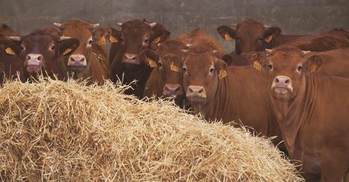 Cómo llevar los datos a la ganadería extensiva para monitorizar su eficiencia - EFEAgro